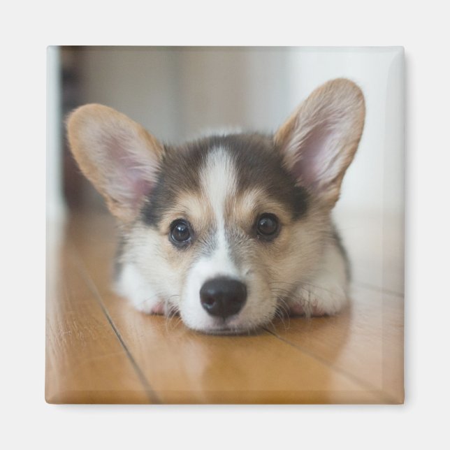 Cutest Baby Animals | Corgi Puppy Looking Magnet (Front)