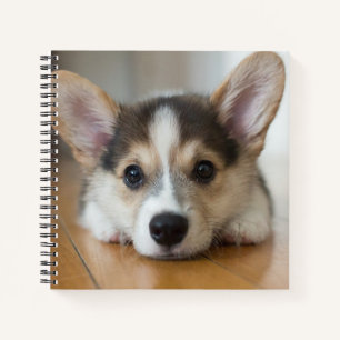 Cutest Baby Animals   Corgi Puppy Looking Notebook