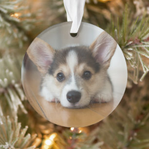 Cutest Baby Animals   Corgi Puppy Looking Ornament