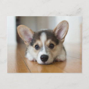 Cutest Baby Animals   Corgi Puppy Looking Postcard
