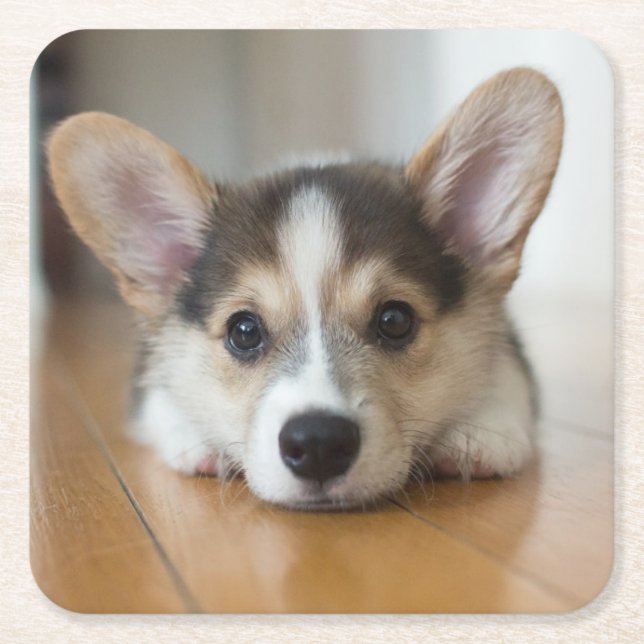 Cutest Baby Animals | Corgi Puppy Looking Square Paper Coaster (Front)