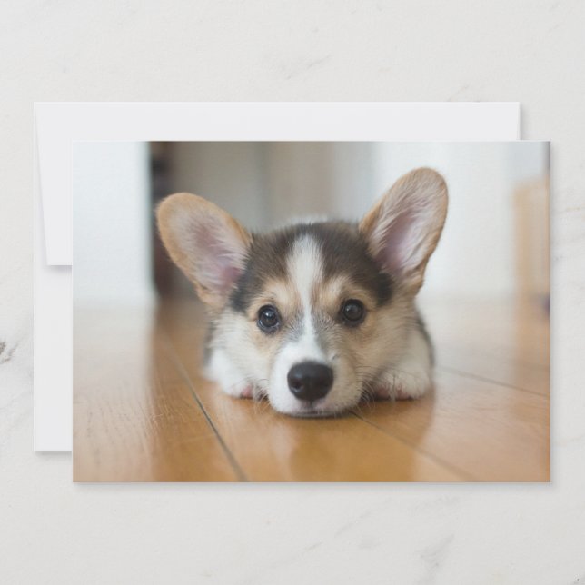 Cutest Baby Animals | Corgi Puppy Looking Thank You Card (Front)