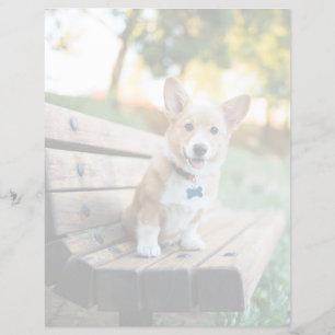 Cutest Baby Animals Corgi Puppy on a Park Bench