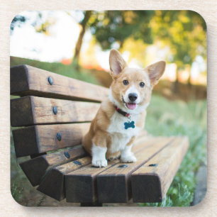 Cutest Baby Animals   Corgi Puppy on a Park Bench Coaster