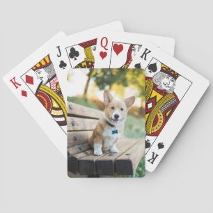 Cutest Baby Animals   Corgi Puppy on a Park Bench Playing Cards