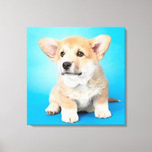 Cutest Baby Animals   Corgi Puppy on Blue Canvas Print