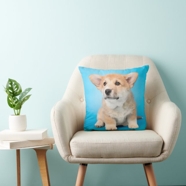 Cutest Baby Animals | Corgi Puppy on Blue Cushion (Chair)