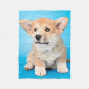 Cutest Baby Animals Corgi Puppy on Blue Fleece Blanket