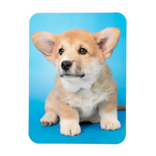 Cutest Baby Animals   Corgi Puppy on Blue Magnet