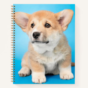 Cutest Baby Animals   Corgi Puppy on Blue Notebook
