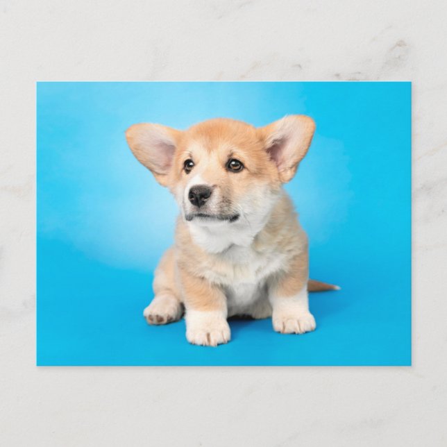 Cutest Baby Animals | Corgi Puppy on Blue Postcard (Front)