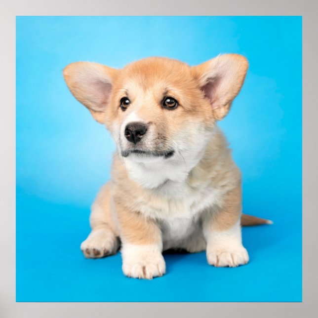 Cutest Baby Animals | Corgi Puppy on Blue Poster (Front)