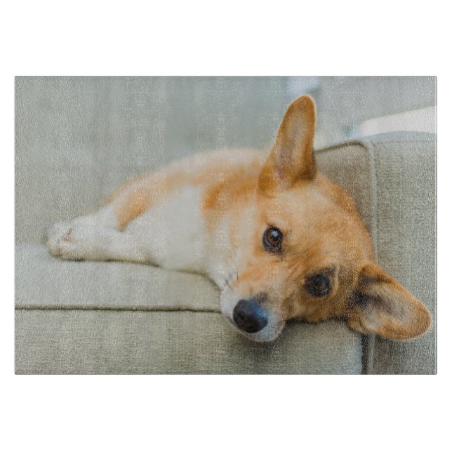 Cutest Baby Animals | Corgi Puppy on Couch Cutting Board (Front)