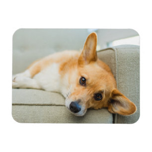 Cutest Baby Animals   Corgi Puppy on Couch Magnet