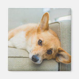 Cutest Baby Animals   Corgi Puppy on Couch Magnet