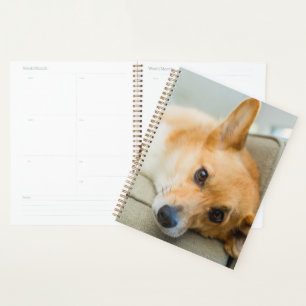 Cutest Baby Animals Corgi Puppy on Couch Planner