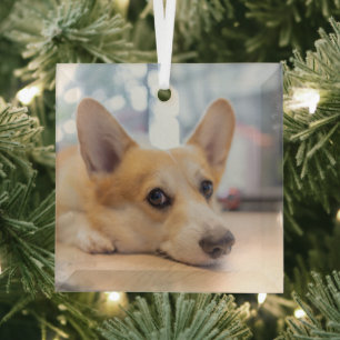 Cutest Baby Animals   Corgi Puppy on Floor Glass Tree Decoration