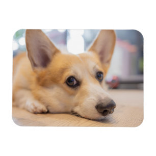 Cutest Baby Animals   Corgi Puppy on Floor Magnet