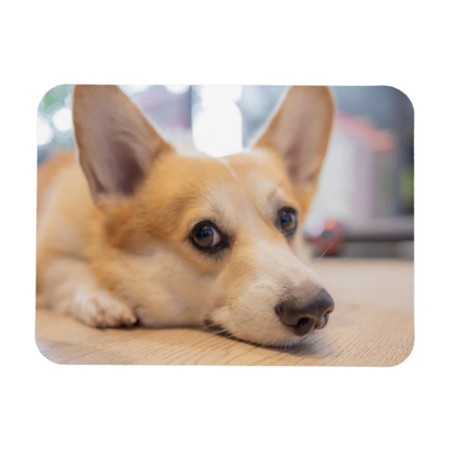 Cutest Baby Animals | Corgi Puppy on Floor Magnet (Horizontal)