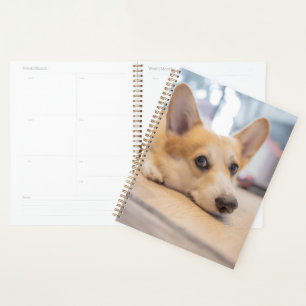 Cutest Baby Animals Corgi Puppy on Floor Planner