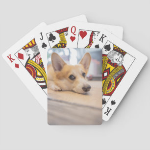 Cutest Baby Animals   Corgi Puppy on Floor Playing Cards