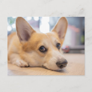 Cutest Baby Animals Corgi Puppy on Floor Postcard