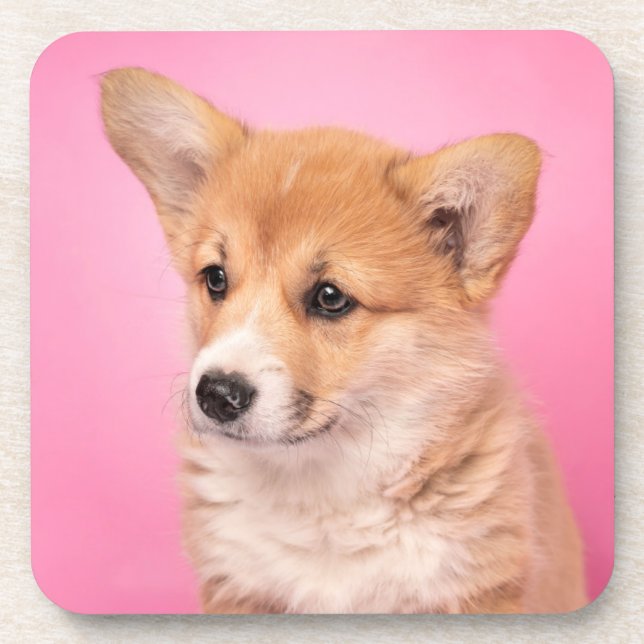 Cutest Baby Animals | Corgi Puppy on Pink Coaster (Front)