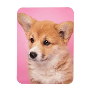 Cutest Baby Animals   Corgi Puppy on Pink Magnet