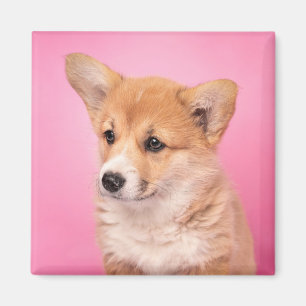 Cutest Baby Animals   Corgi Puppy on Pink Magnet