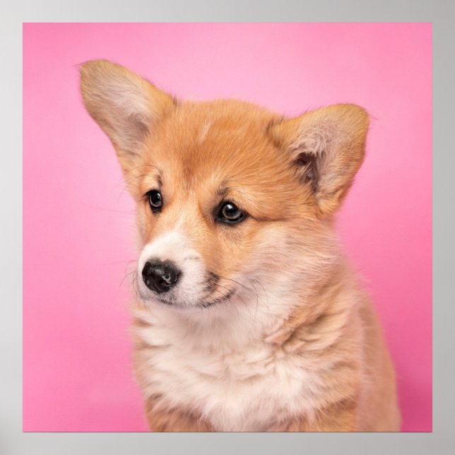 Cutest Baby Animals | Corgi Puppy on Pink Poster (Front)