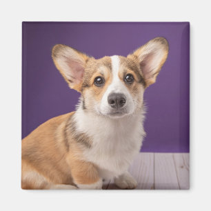 Cutest Baby Animals Corgi Puppy on Purple Magnet