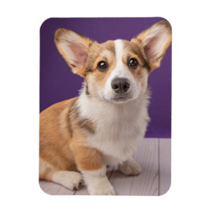 Cutest Baby Animals   Corgi Puppy on Purple Magnet