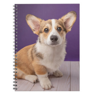 Cutest Baby Animals   Corgi Puppy on Purple Notebook
