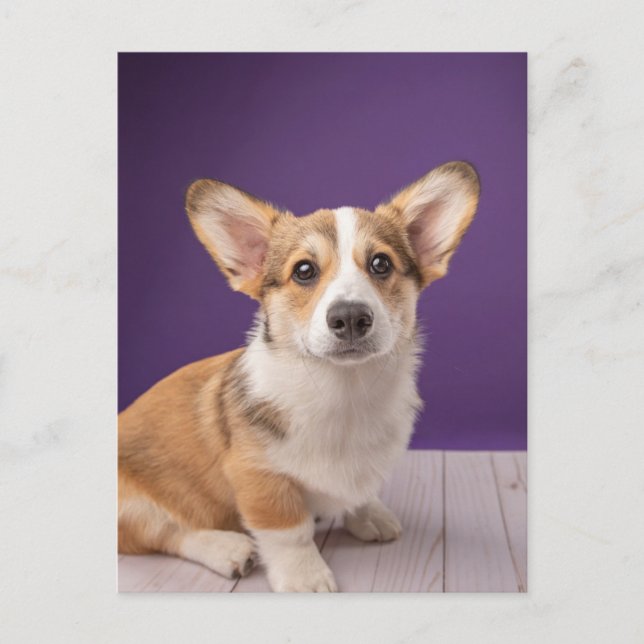 Cutest Baby Animals | Corgi Puppy on Purple Postcard (Front)