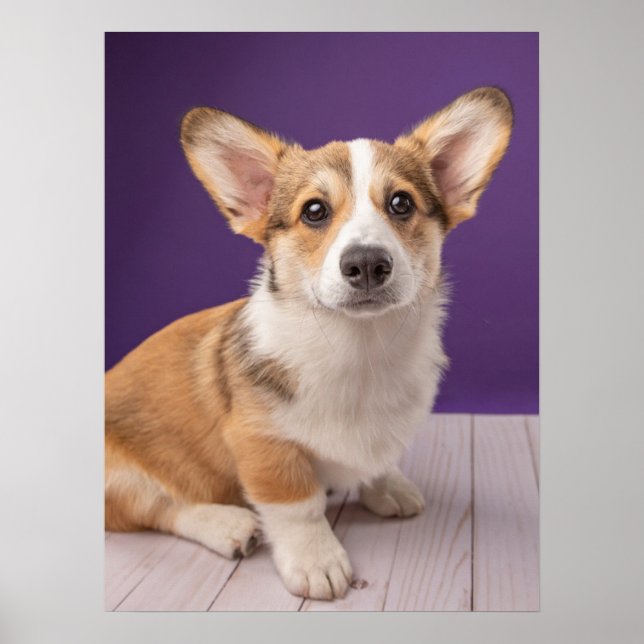 Cutest Baby Animals | Corgi Puppy on Purple Poster (Front)