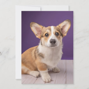 Cutest Baby Animals   Corgi Puppy on Purple Thank You Card