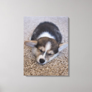 Cutest Baby Animals   Corgi Puppy on Shag Rug Canvas Print