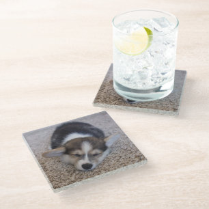 Cutest Baby Animals Corgi Puppy on Shag Rug Glass Coaster