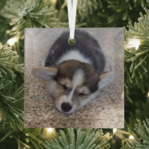 Cutest Baby Animals   Corgi Puppy on Shag Rug Glass Tree Decoration