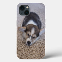 Cutest Baby Animals | Corgi Puppy on Shag Rug