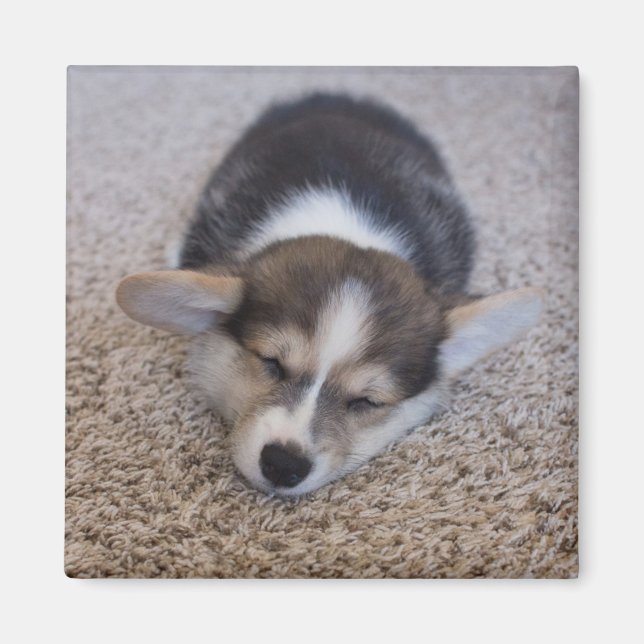 Cutest Baby Animals | Corgi Puppy on Shag Rug Magnet (Front)