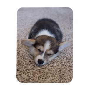 Cutest Baby Animals   Corgi Puppy on Shag Rug Magnet