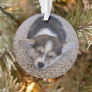 Cutest Baby Animals   Corgi Puppy on Shag Rug Ornament