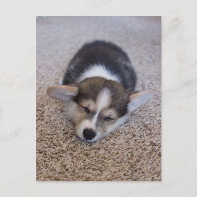 Cutest Baby Animals | Corgi Puppy on Shag Rug Postcard (Front)