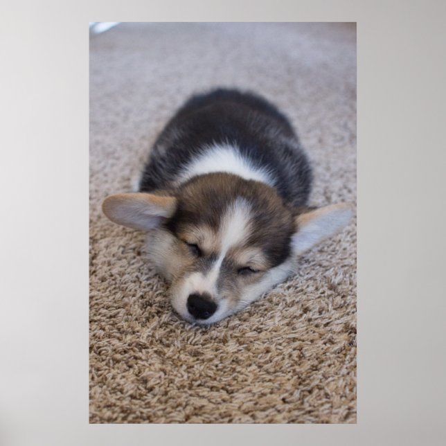 Cutest Baby Animals | Corgi Puppy on Shag Rug Poster (Front)