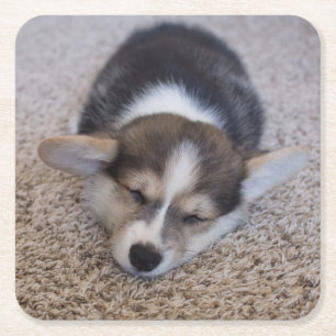 Cutest Baby Animals Corgi Puppy on Shag Rug Square Paper Coaster