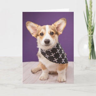 Cutest Baby Animals   Corgi Puppy Skull Bandanna Card