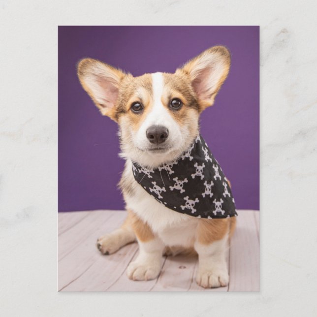 Cutest Baby Animals | Corgi Puppy Skull Bandanna Postcard (Front)