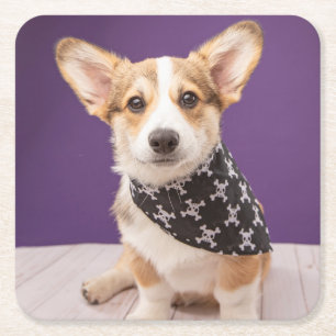 Cutest Baby Animals   Corgi Puppy Skull Bandanna Square Paper Coaster