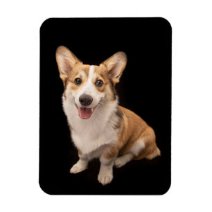 Cutest Baby Animals   Corgi Puppy Smile Magnet